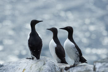 Oiseaux de mer<br>NIKON D4, 500 mm, 1600 ISO,  1/2500 sec,  f : 8 